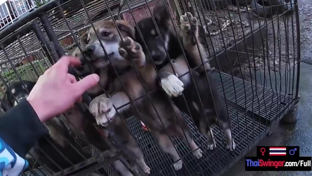 Thai Swinger - adolescente gravação