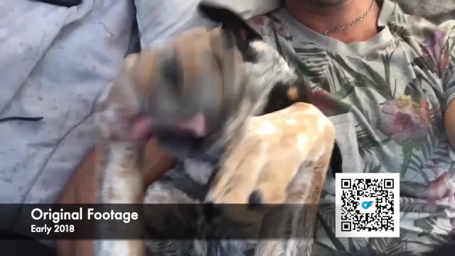 Watch charming SparksGoWild's trailer